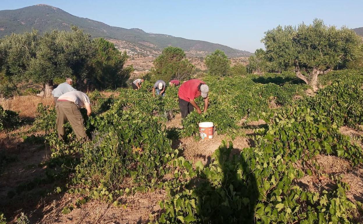 Vendimia de la uva albillo real, ayer, en la DOP Cebreros. 