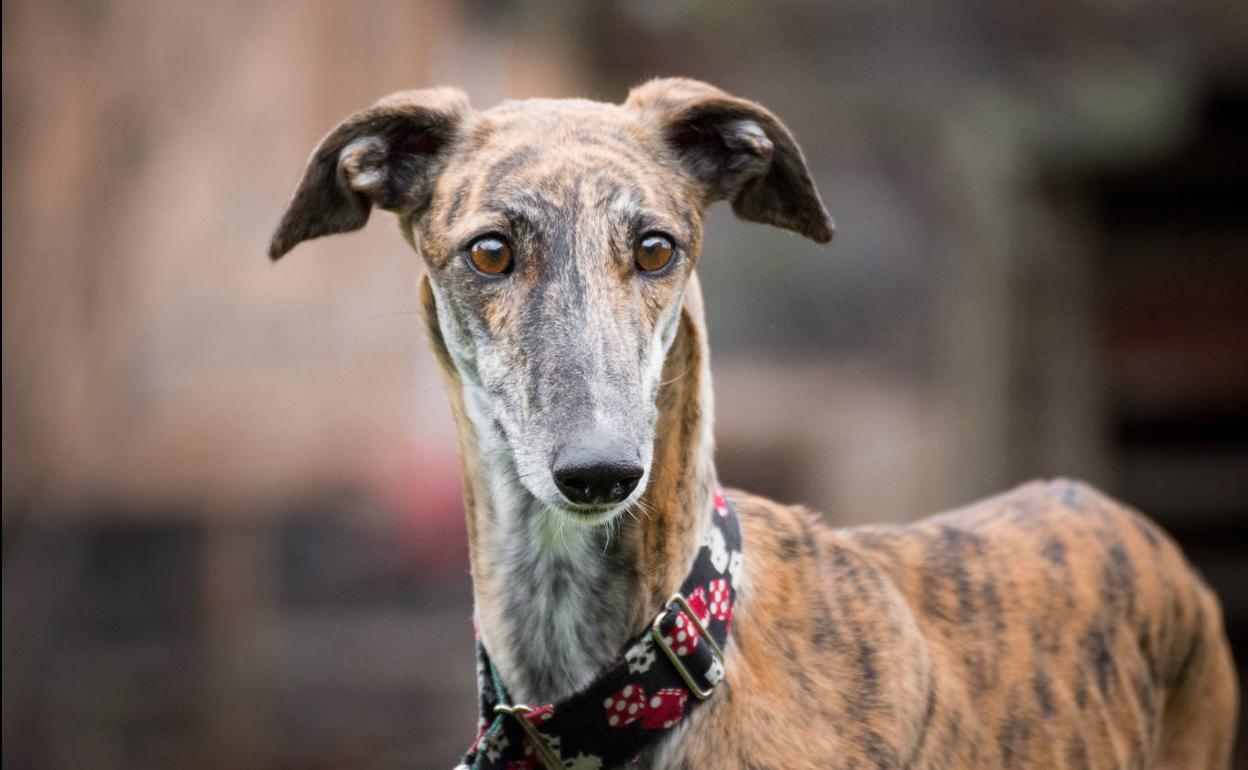 Galgo español. 