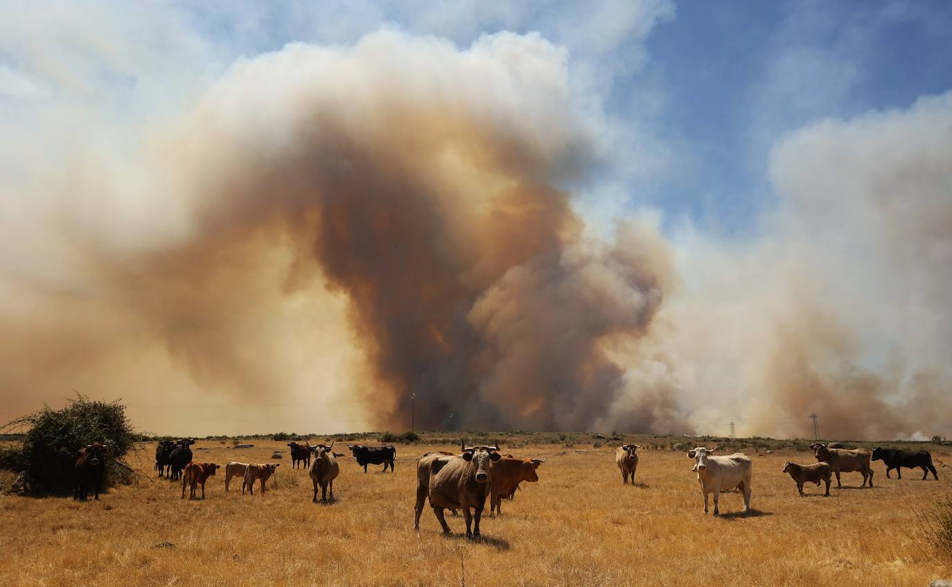 Fotos: Declarado en nivel 1 el incendio declarado en San Felices de Gallegos