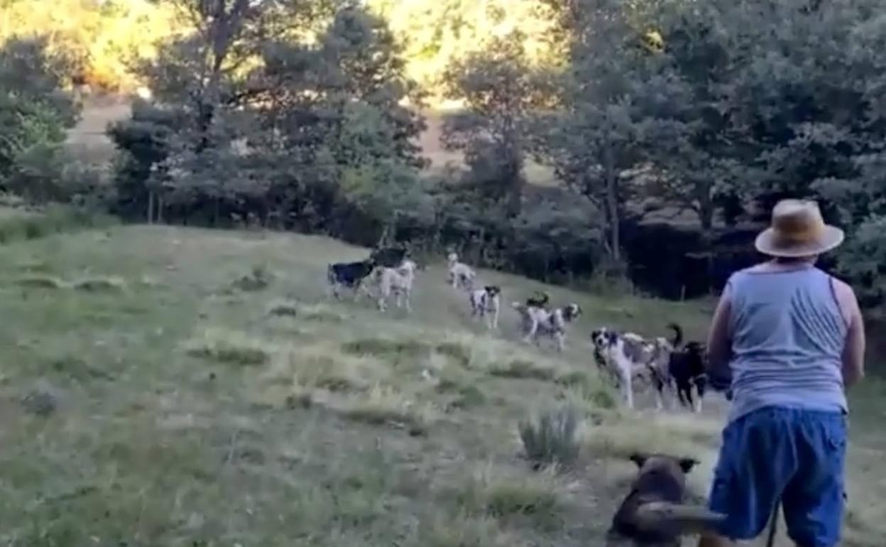 La jauría de mastines, en un monte cercano a Rozas. 