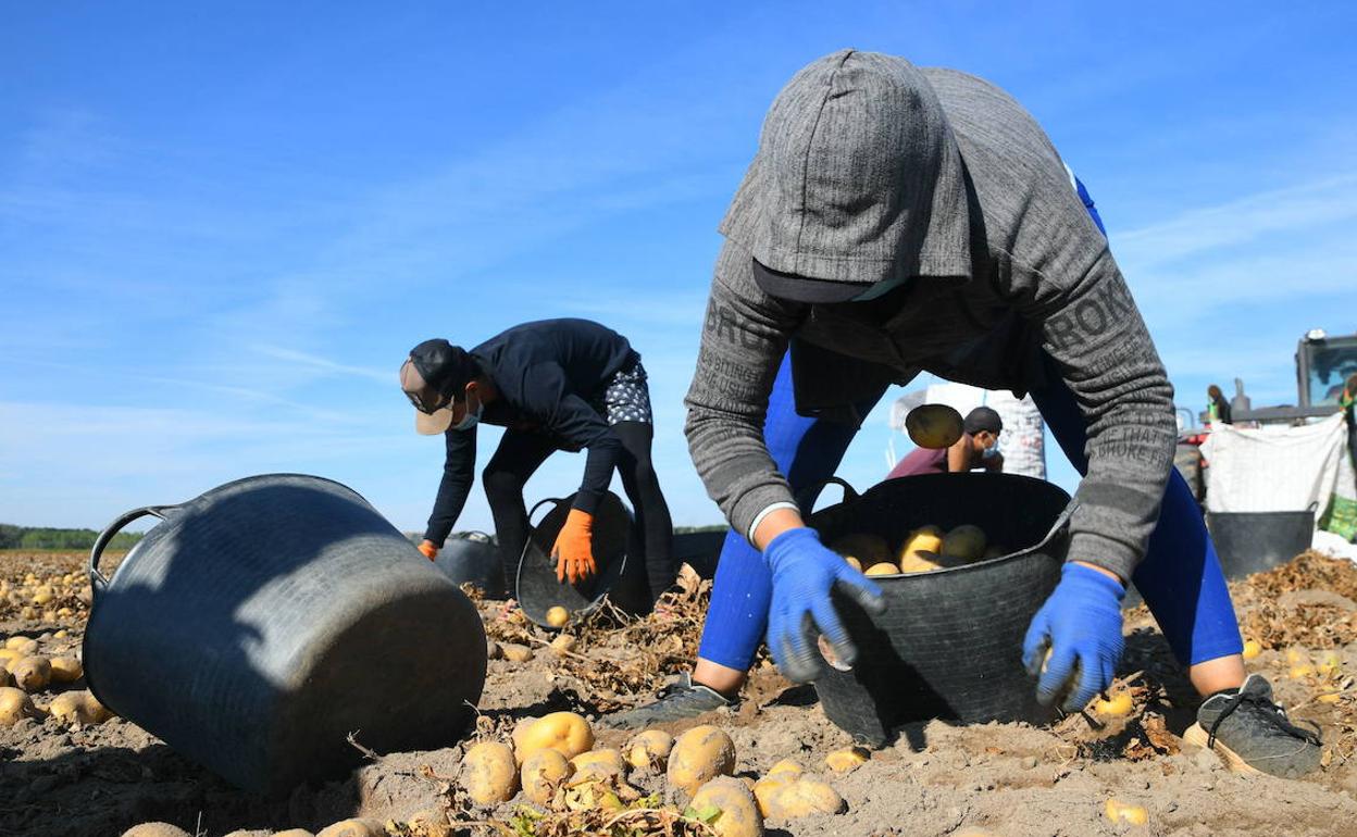 Tres trabajadores recogen patatas durante el mes de julio en la provincia de Valladolid. 