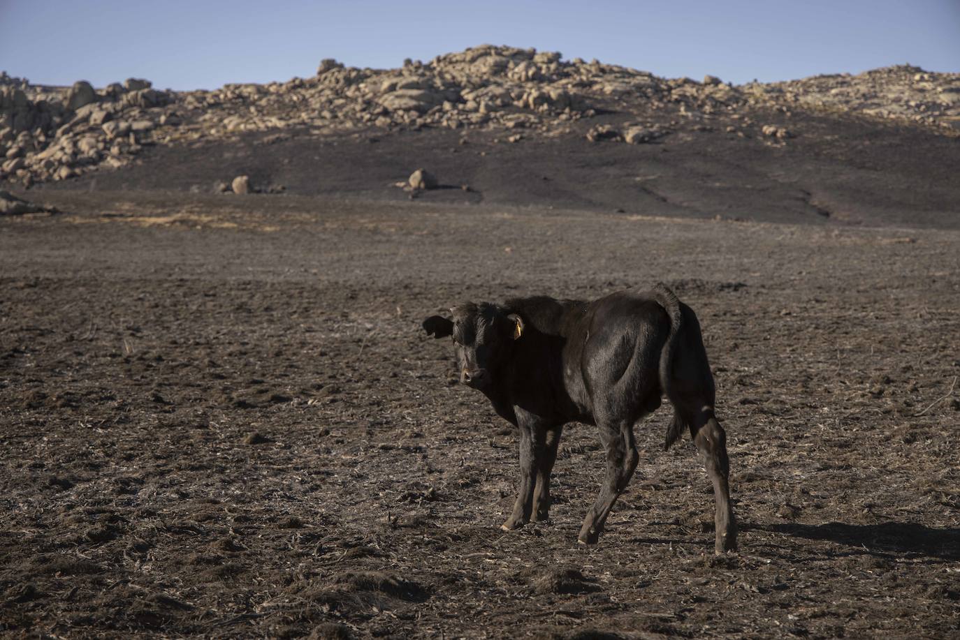 La zona afectada por el incendio de Navalacruz. 