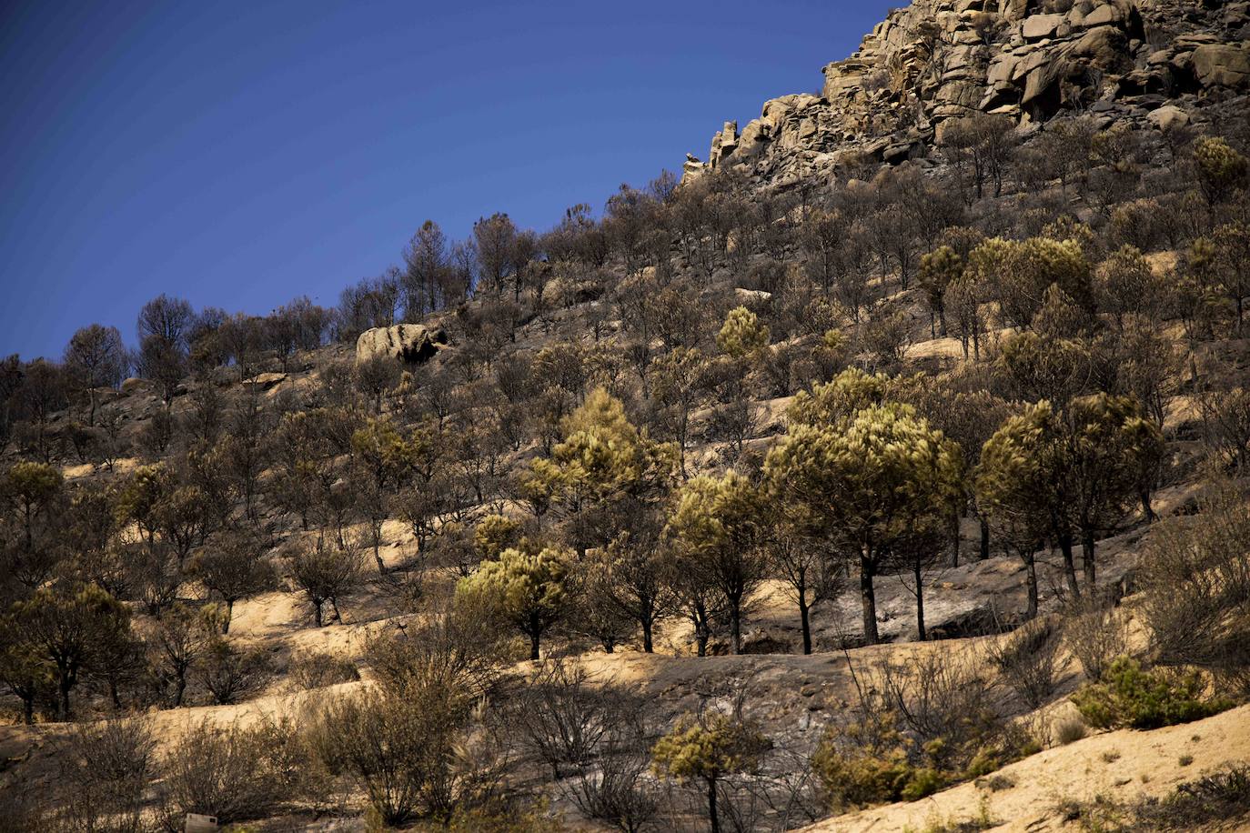 La zona afectada por el incendio de Navalacruz. 