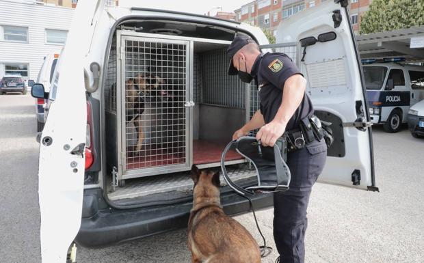 Imagen principal - Risi y Renzo (arriba), Jannis (abajo izquierda) y Cleo (abajo derecha) son algunos de los canes que forman la Unidad de Guías Caninos de la Policía Nacional en Castilla y León. 