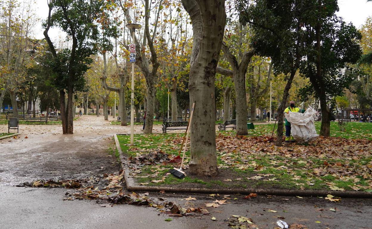 Hojas caídas en un parque de Salamanca durante el año pasado. 