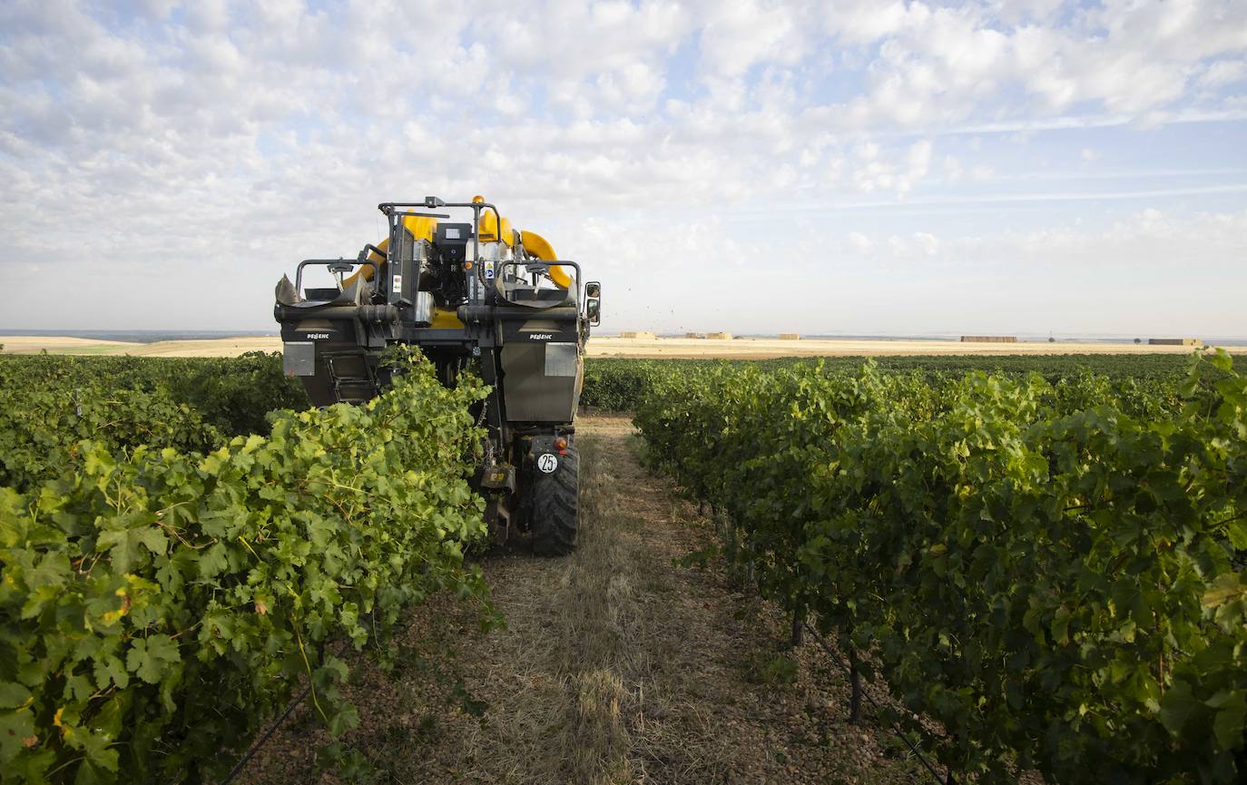 Fotos: Primera vendimia en la provincia de Valladolid