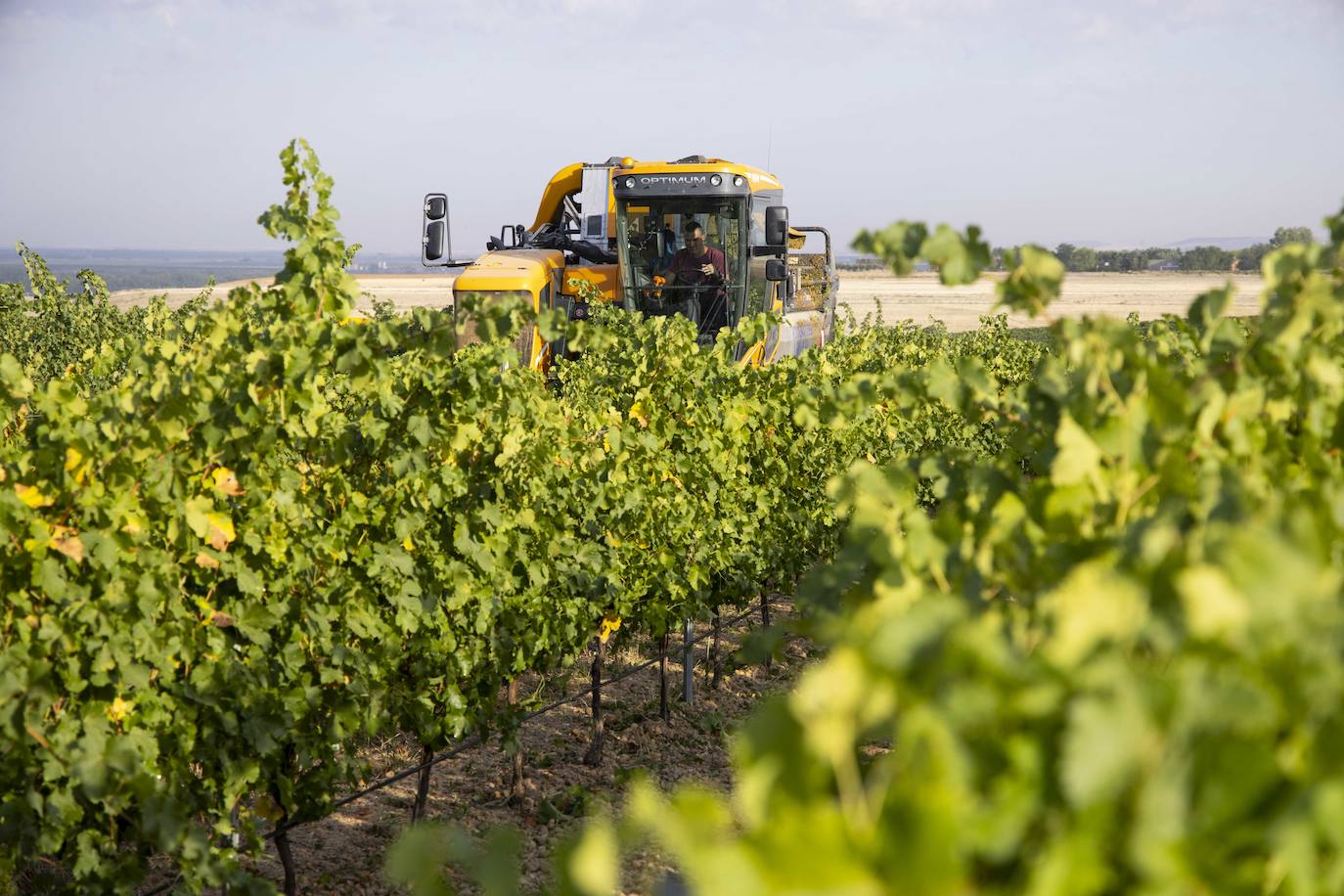 Fotos: Primera vendimia en la provincia de Valladolid