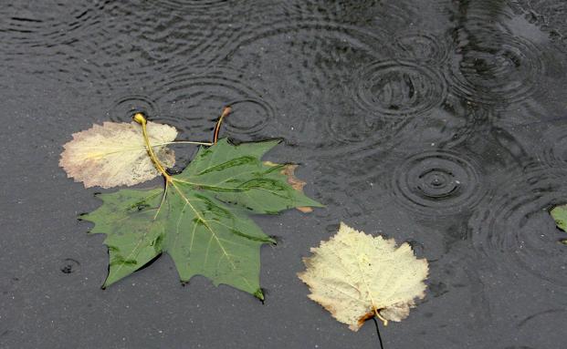 Qué bien huele después de la tormenta: el aroma de la tierra mojada