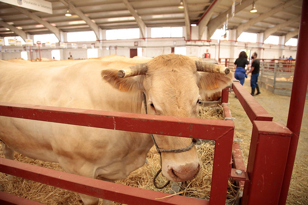 Salamaq, primera gran feria agrícola y ganadera que retoma la actividad tras la pandemia