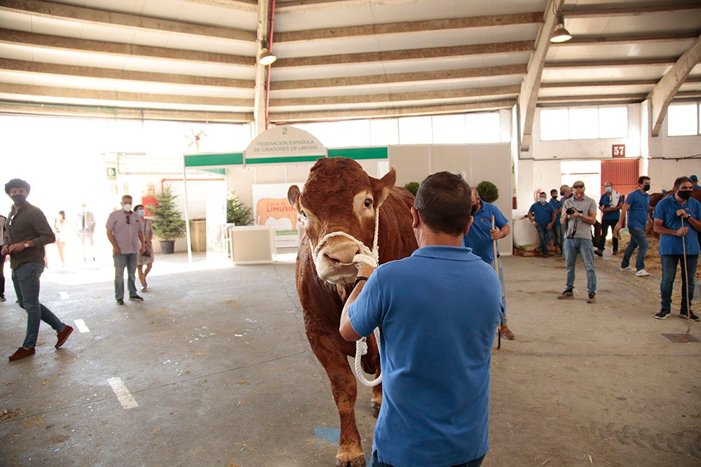 Salamaq, primera gran feria agrícola y ganadera que retoma la actividad tras la pandemia