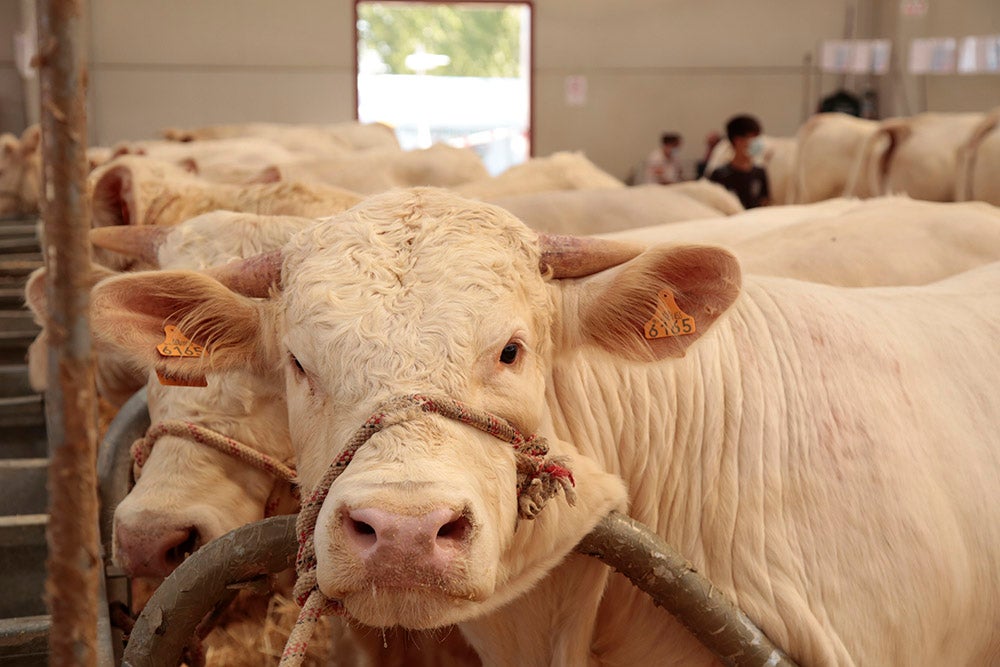 Salamaq, primera gran feria agrícola y ganadera que retoma la actividad tras la pandemia