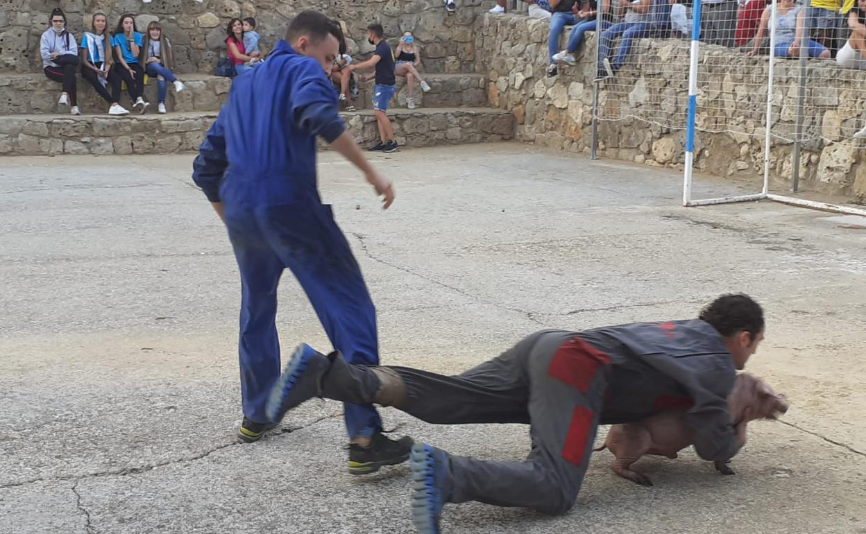 Un joven atrapa al cerdo en Tordehumos. .