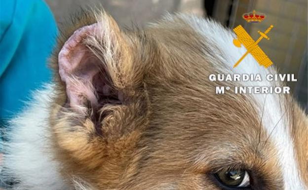 Denunciado Por Mutilar Los Rabos Y Orejas De Tres Cachorros De Perro El Norte De Castilla