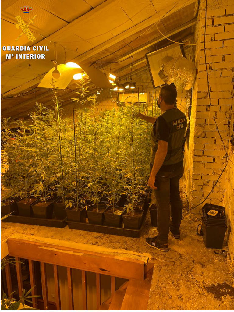 Plantas de marihuena encontradas por la Guardia Civil en la vivienda de Navafría.