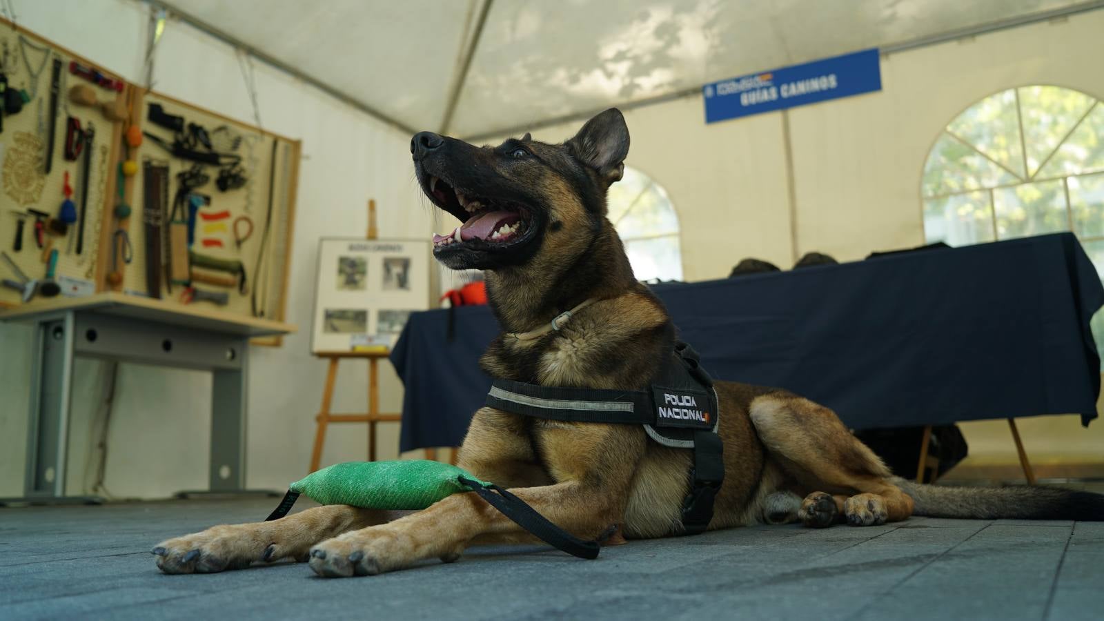 Fotos: Exposición del Día de la Policía en la Acera de Recoletos de Valladolid