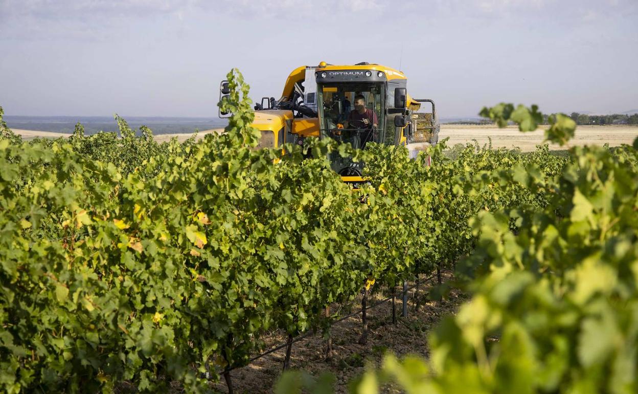 Vendimia mecanizada en la bodega Menade, de Rueda, a finales de agosto. 