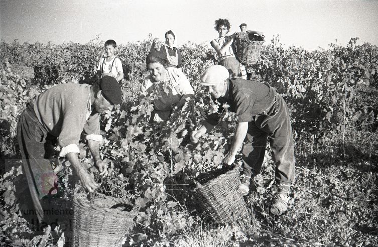 Fotos: La vendimia en Rueda y Nava del Rey en los años 50