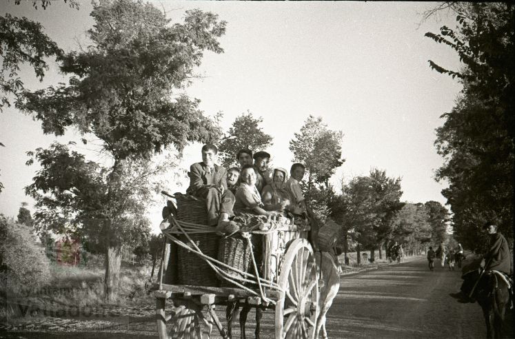 Fotos: La vendimia en Rueda y Nava del Rey en los años 50