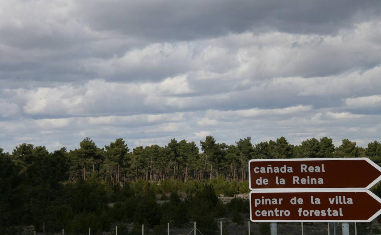 Montes y pinares de la Comunidad Villa y Tierra de Cuéllar