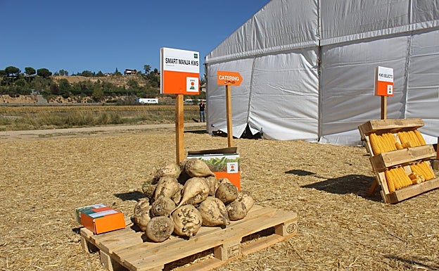 Imagen principal - Expertos de KWS e investigadores analizan las oportunidades de la experimentación en los cultivos