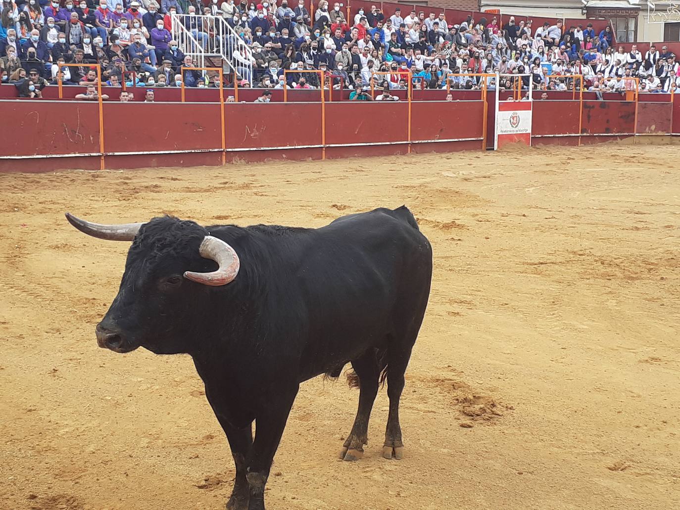 Fotos: Concurso de cortes Villa de Mayorga