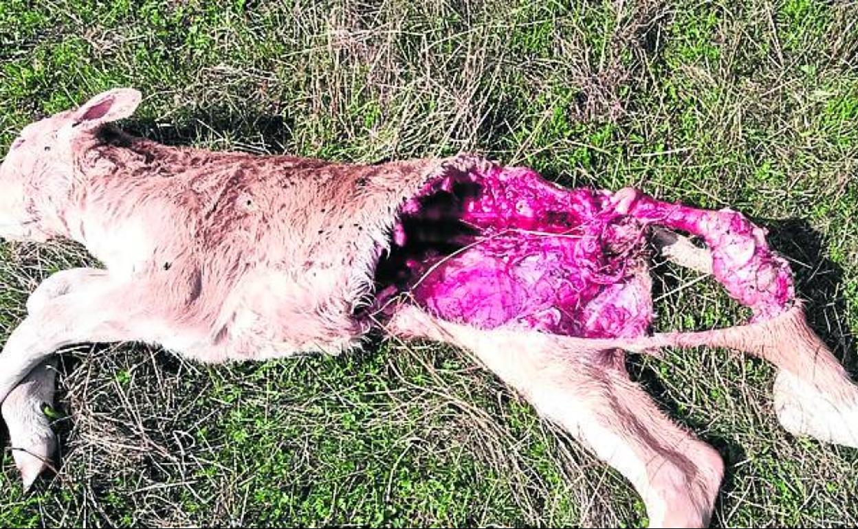 Ternero devorado por los lobos en Lebanza. 