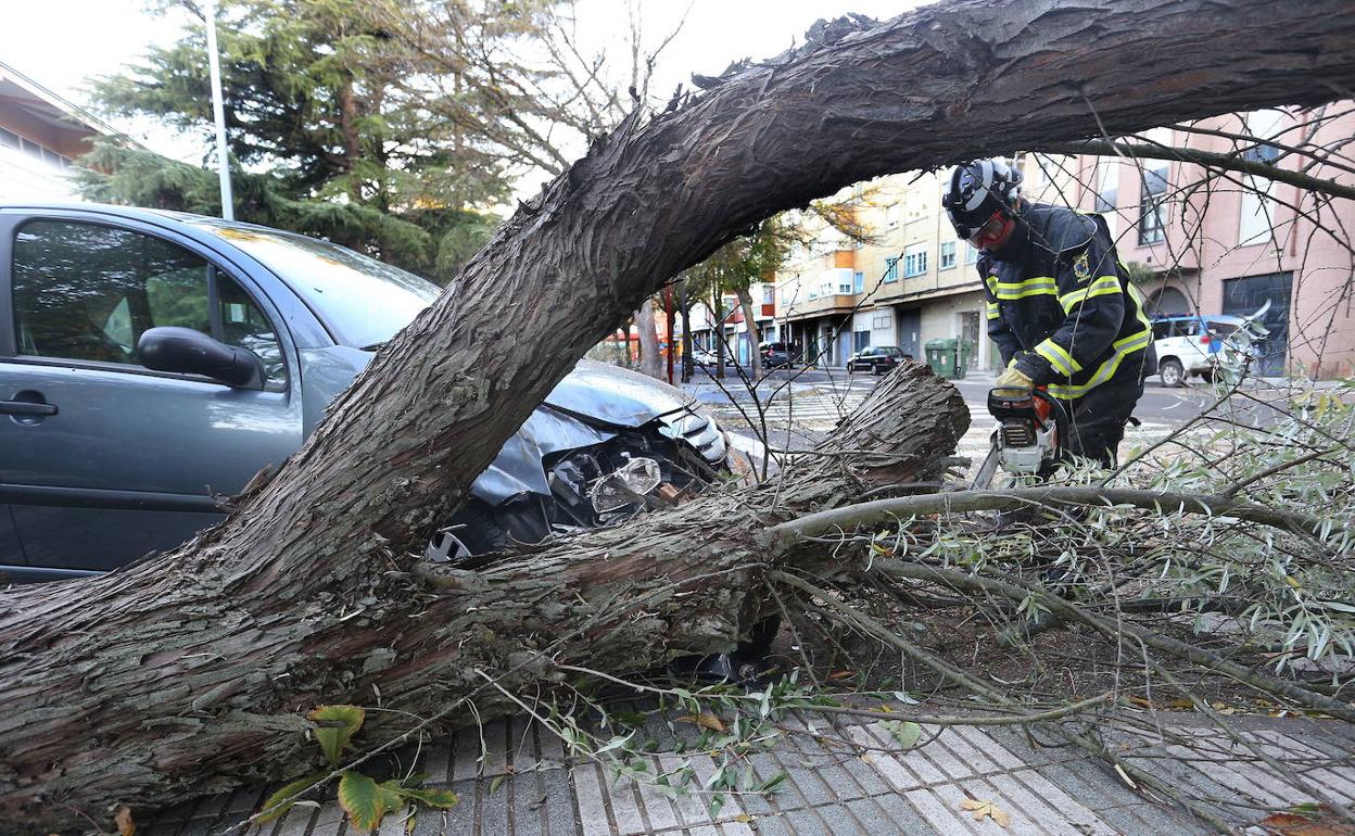 Los Bomberos retiran un árbol caído en un coche en una imagen de archivo.