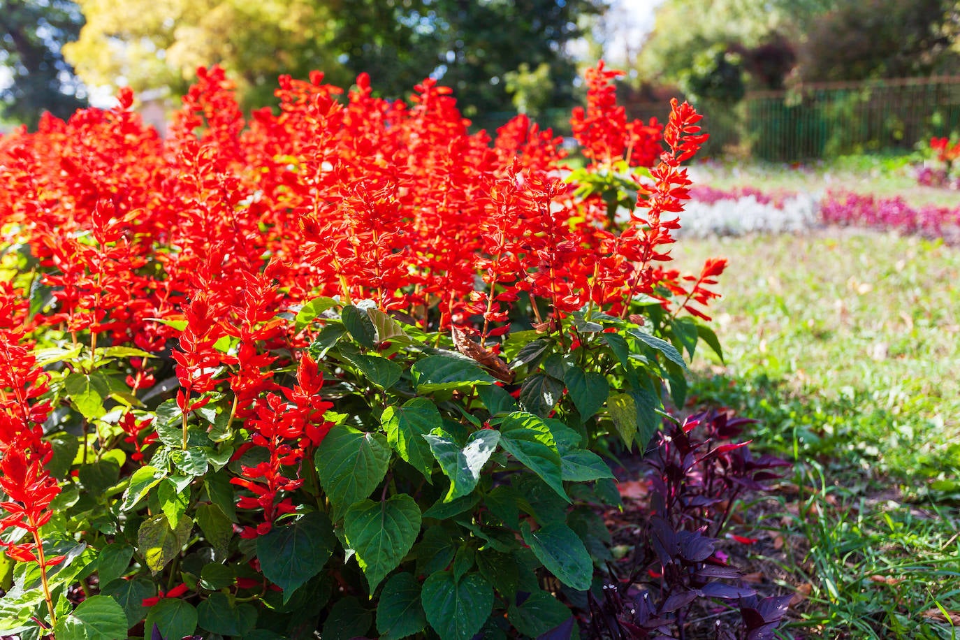 Salvia Roja