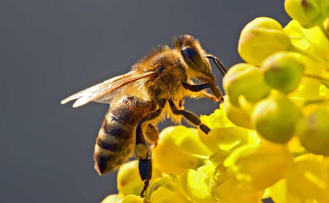 Los bomberos de Soria retiran un enjambre con 30.000 abejas en un instituto