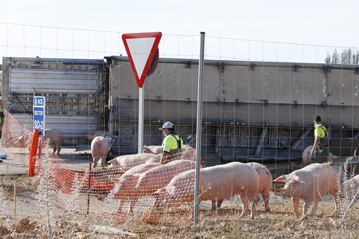 Fotos: Vuelco de un camión que transportaba cerdos en la N-122