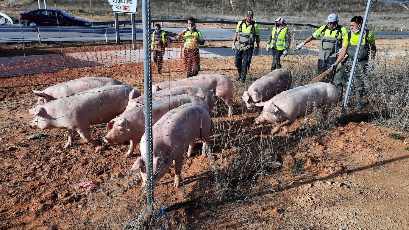 Fotos: Vuelco de un camión que transportaba cerdos en la N-122