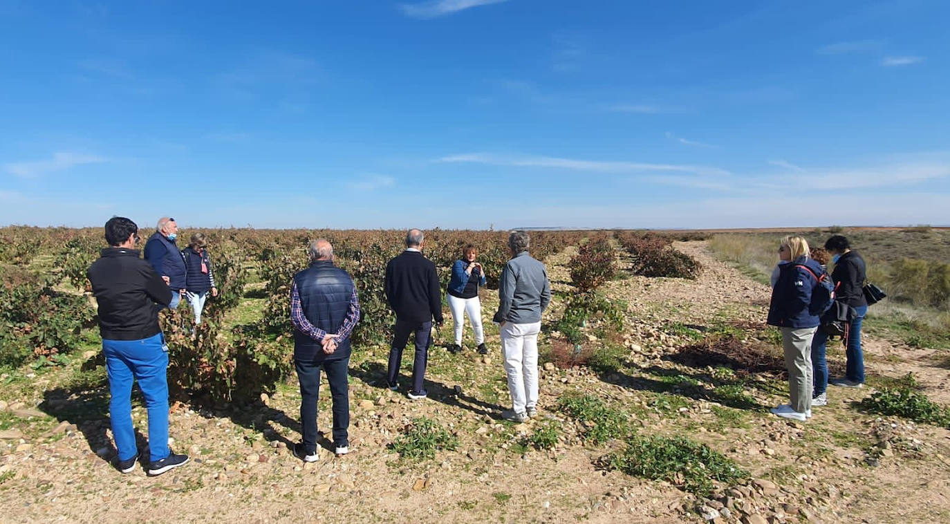 Fotos: Visita guiada a viñedos de Toro en el contexto del evento &#039;Valladolid. Plaza Mayor del vino&#039;