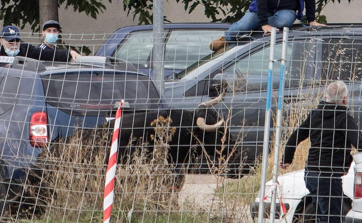 El astado que corneó a la víctima durante el encierro campero de Mojados. 