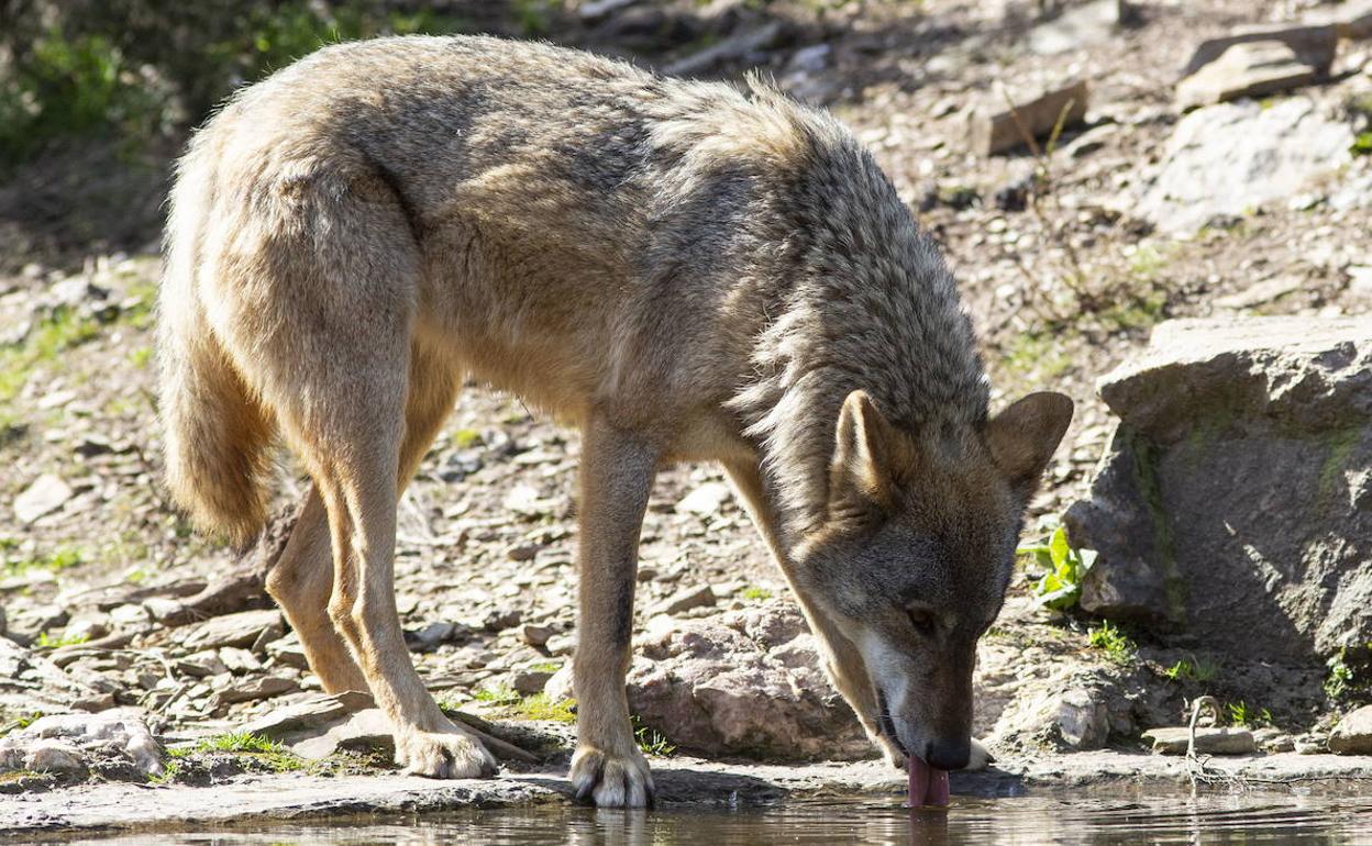 Un ejemplar de canis lupus, en el Centro del Lobo Ibérico de Zamora.