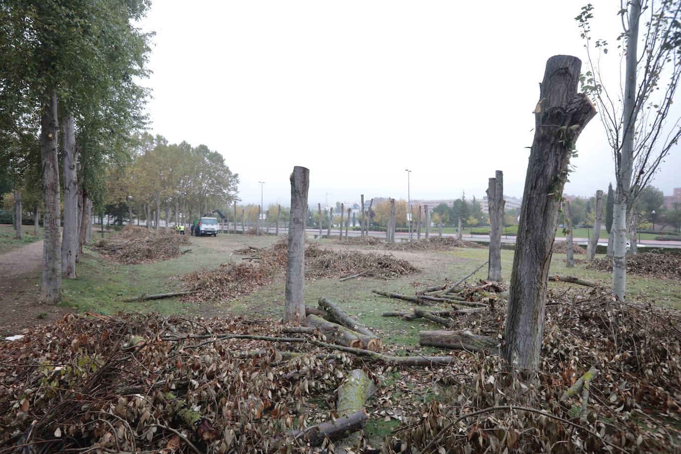 Fotos: Valladolid comienza a renovar su arbolado