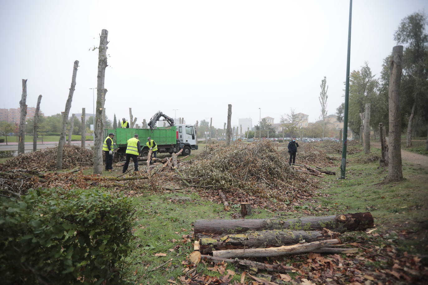 Fotos: Valladolid comienza a renovar su arbolado