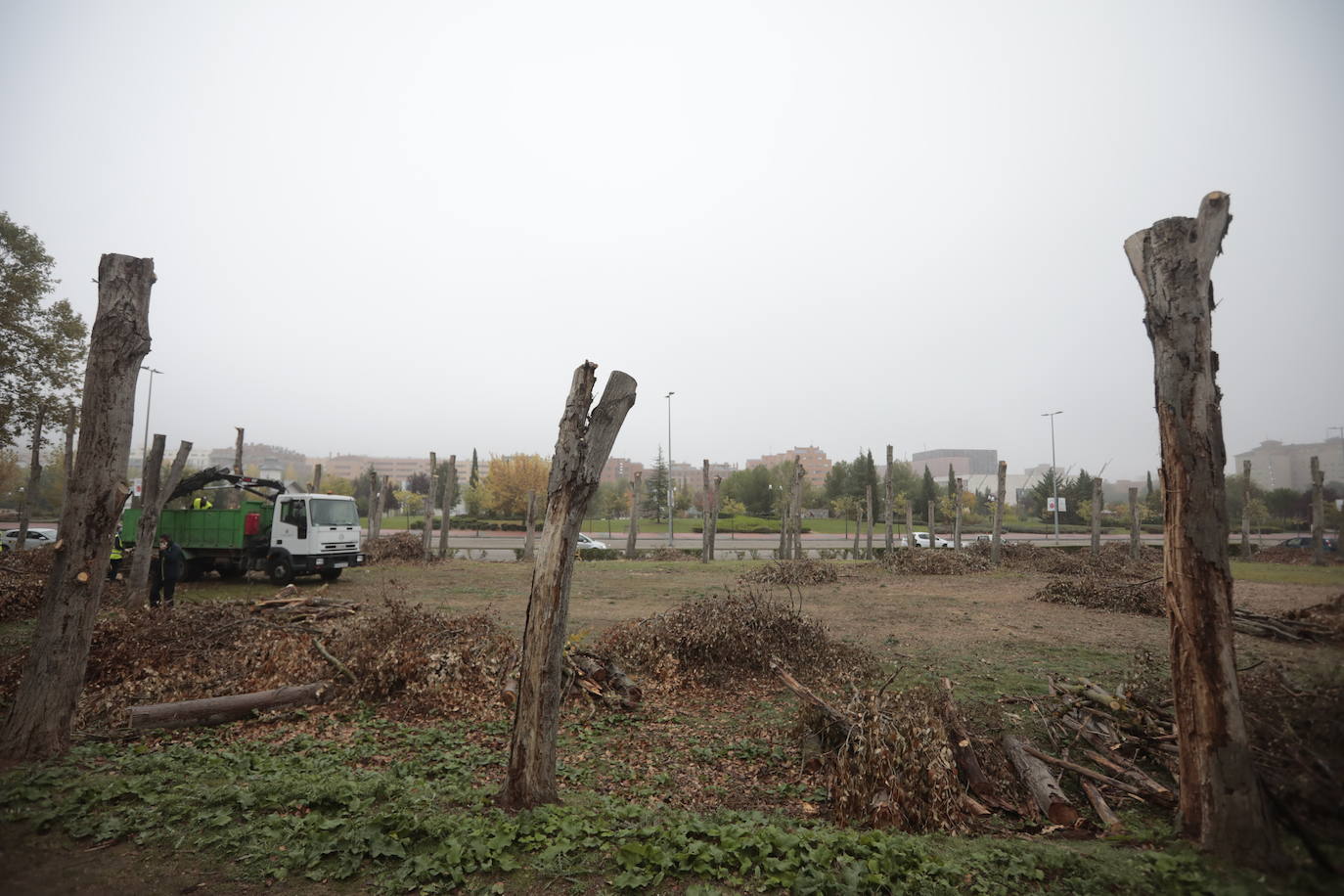 Fotos: Valladolid comienza a renovar su arbolado