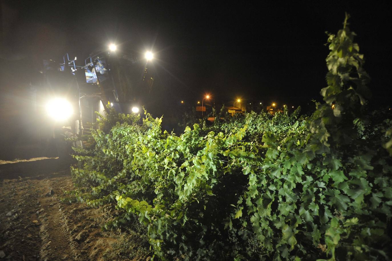 La D.O. Rueda finaliza su vendimia con más de 124,5 millones de kilos