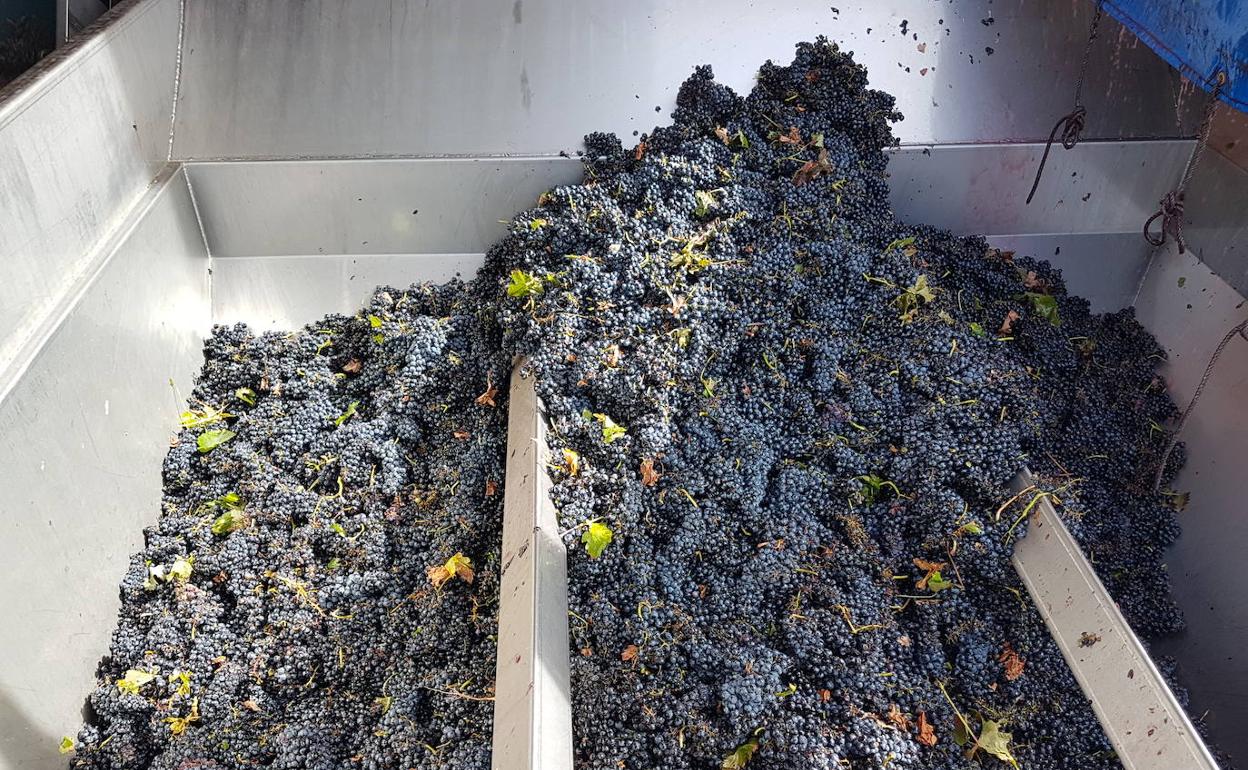 Descarga de uvas de viñedos de la DO Cigales en la tolva de una bodega. 