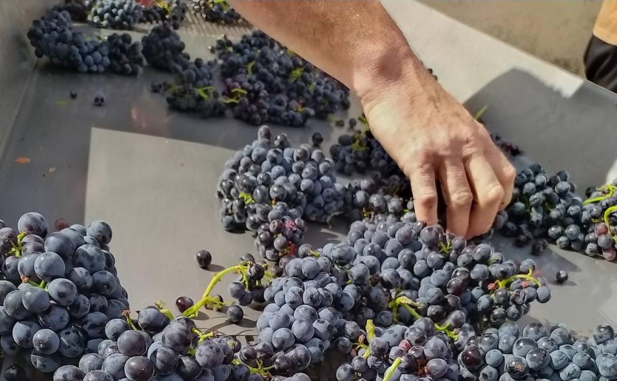 Racimos de garnacha en la vendimia de la DOP cebreros. 