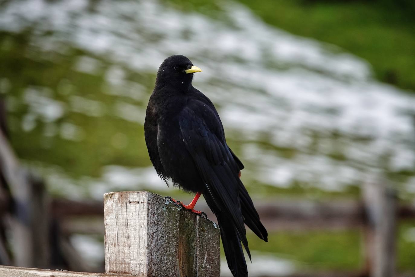 Con las primeras nieves, la zona de los Lagos de Covadonga ofrece un impresionante espectáculo este fin de semana. Así lo reflejan las imágenes captadas por el fotógrafo Xuan Cueto