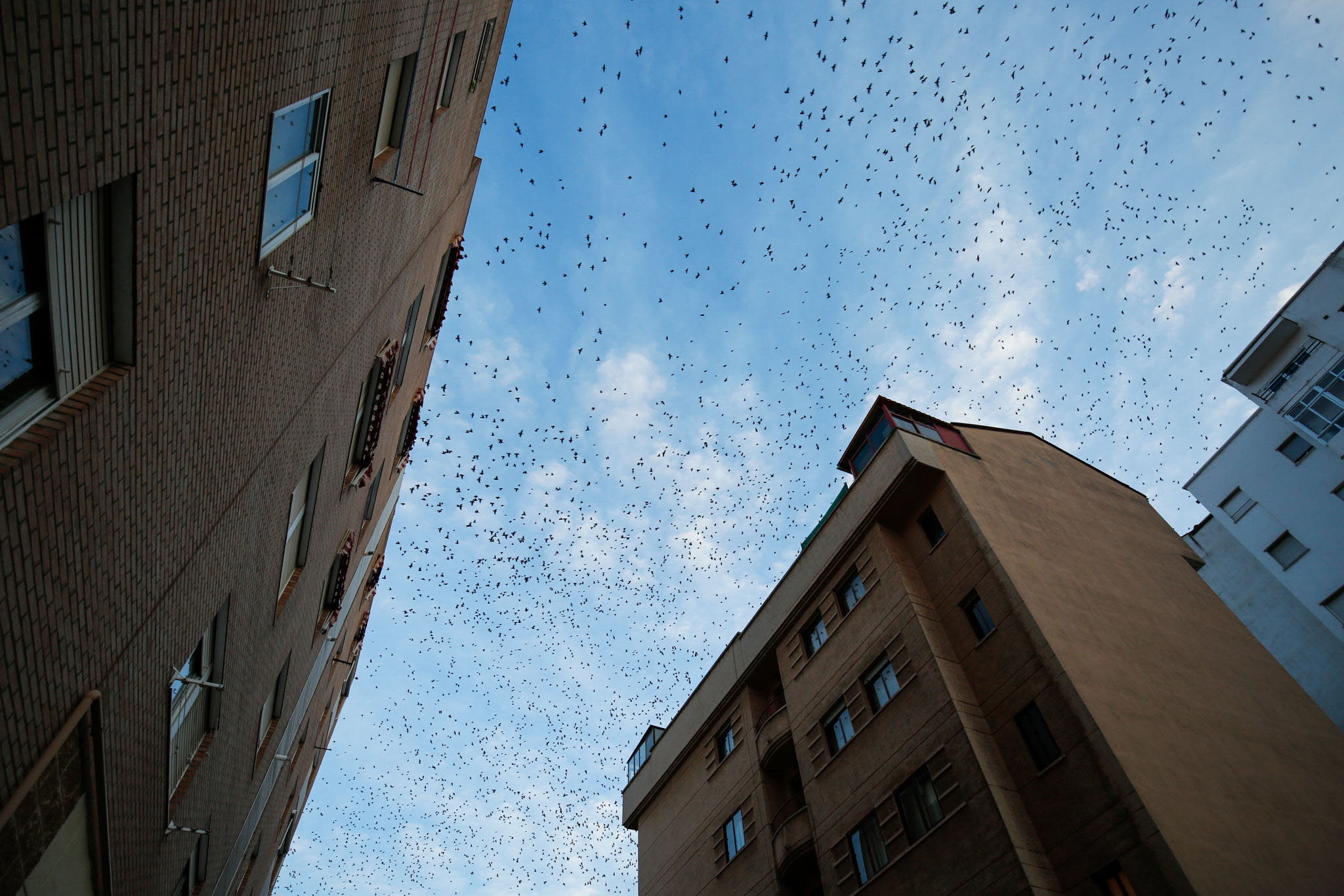 Estorninos sobrevolando Salamanca. 