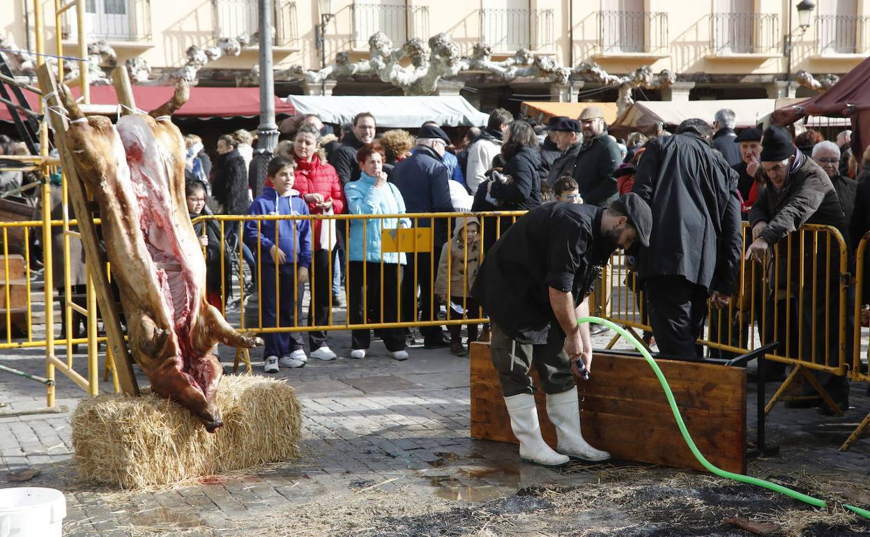 Matanza del cerdo en la Plaza Mayor de Palencia. 