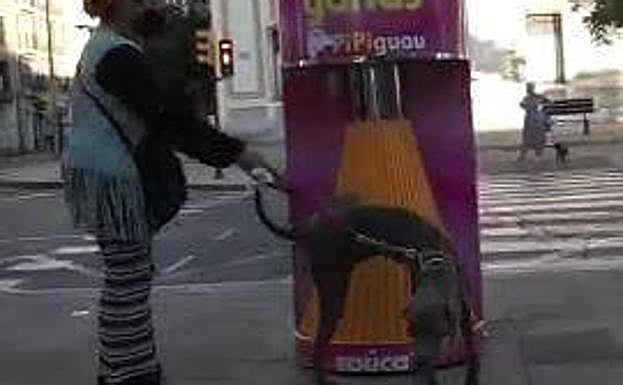 Un perro prueba el aparato.