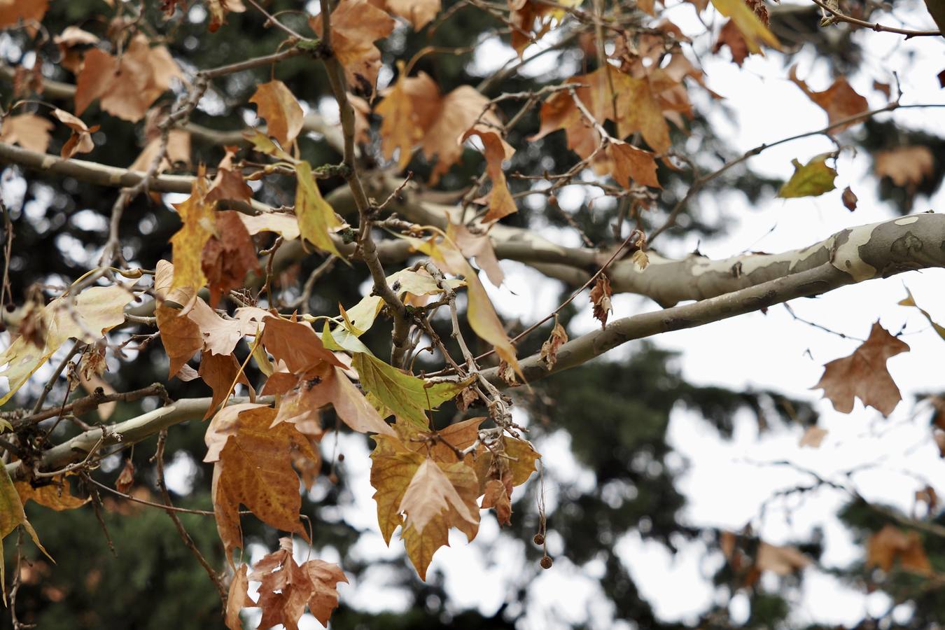 Fotos: El frío de otoño se instala en Valladolid