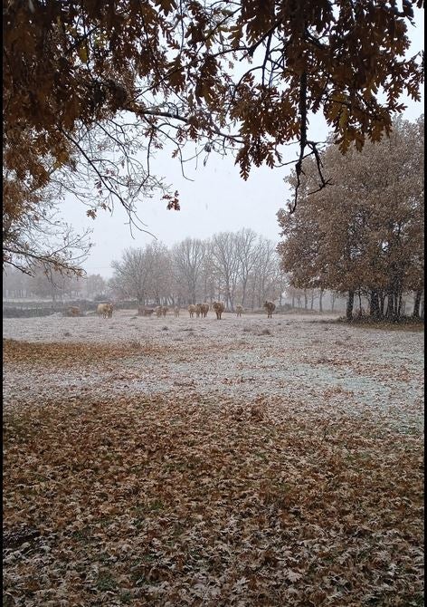 Nieve en Aranda de Duero (Burgos).