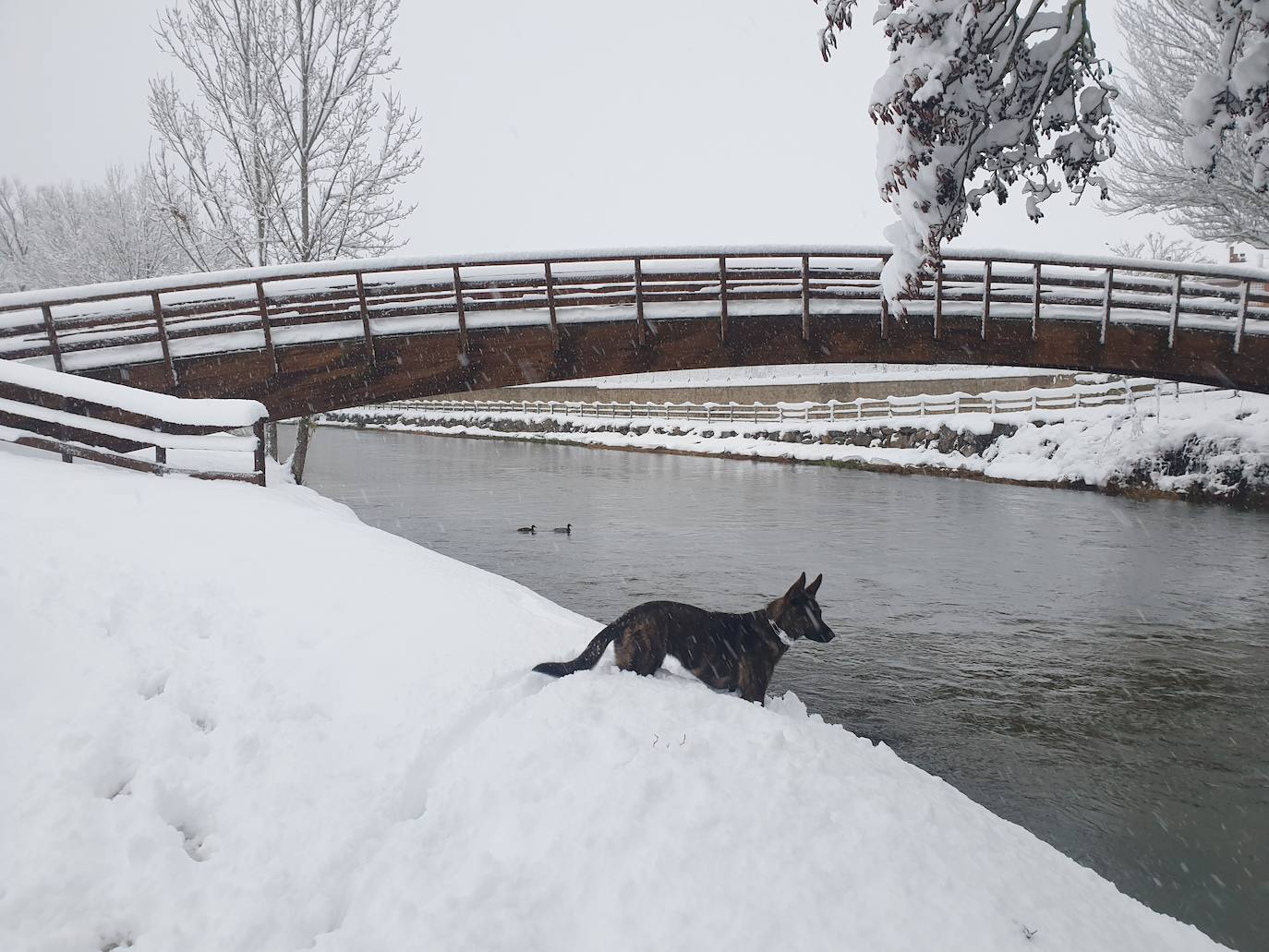 Fotos: Nieve acumulada en Aguilar de Campoo