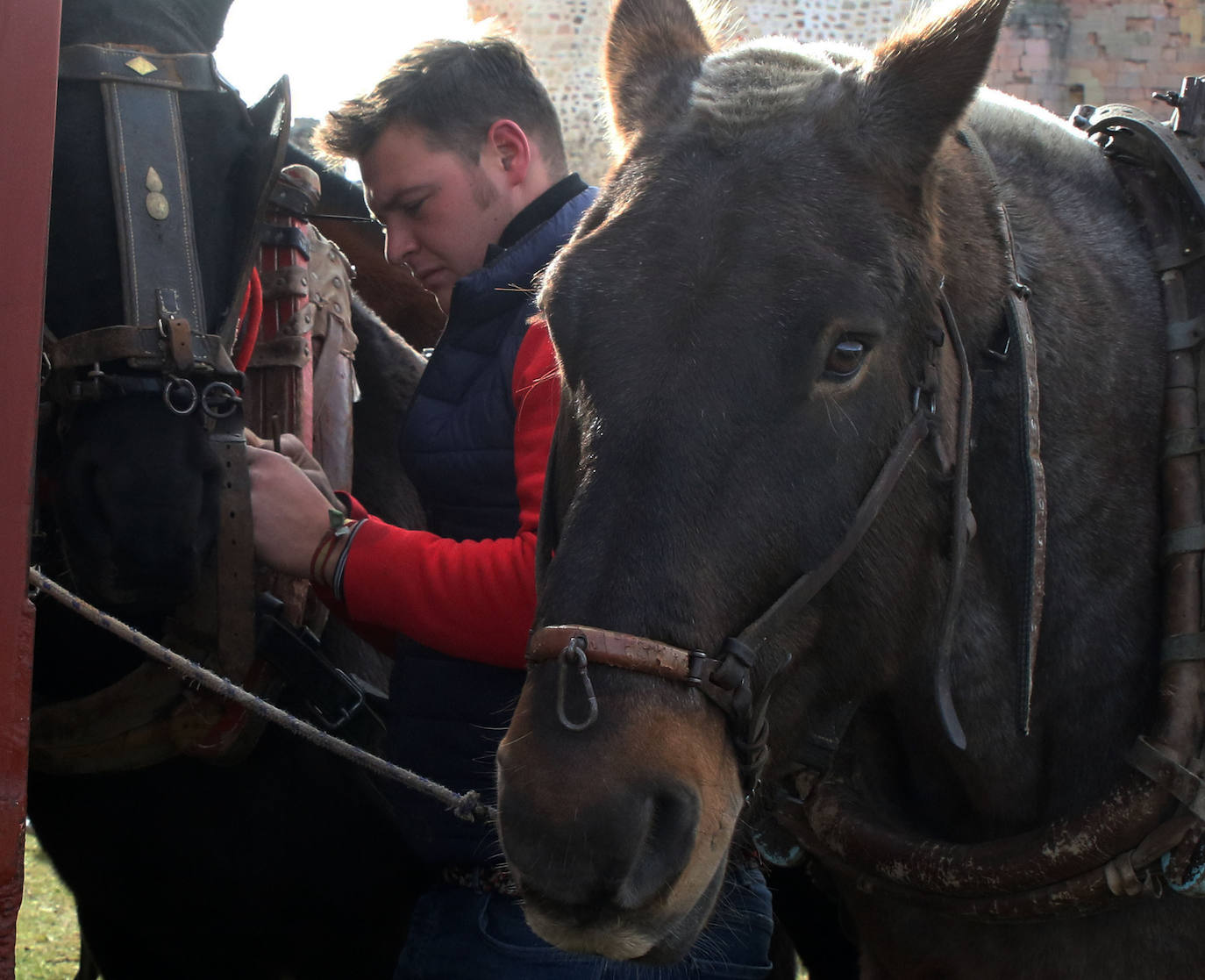 Feria de San Andrés en Turégano