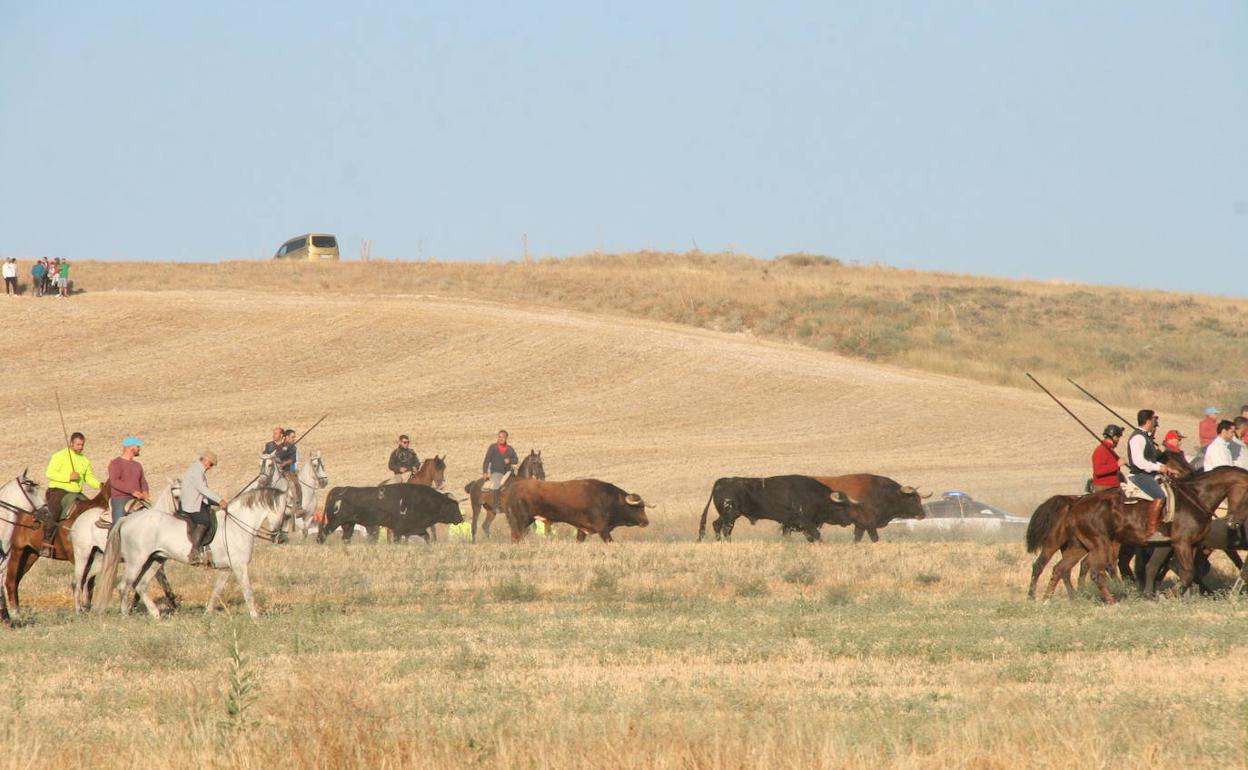 Recorrido de un encierro por el campo.