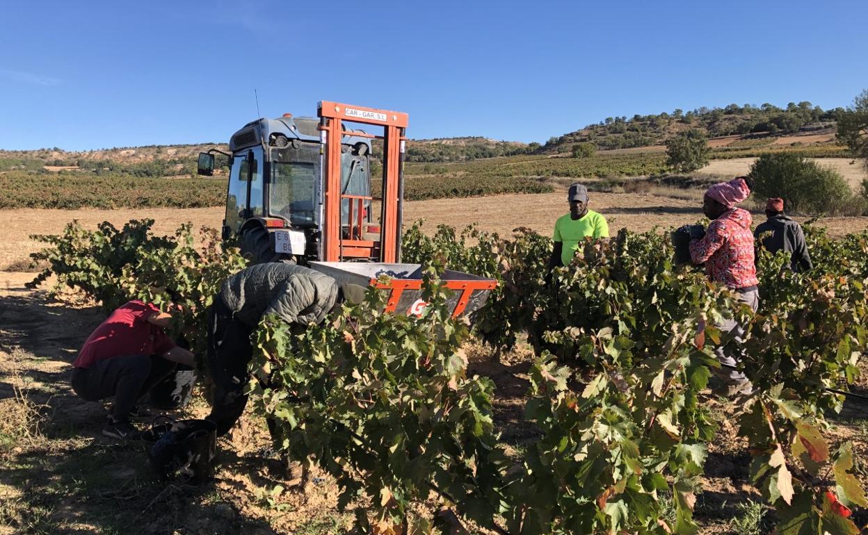 Labores de la vendimia 2021 en la localidad de Quintana del Pidio en Ribera del Duero